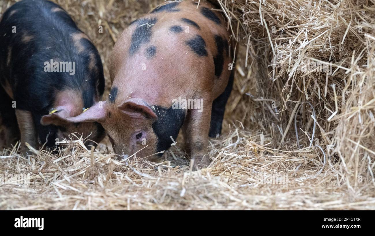 Free range pigs rooting through straw in an open shed. North Yorkshire