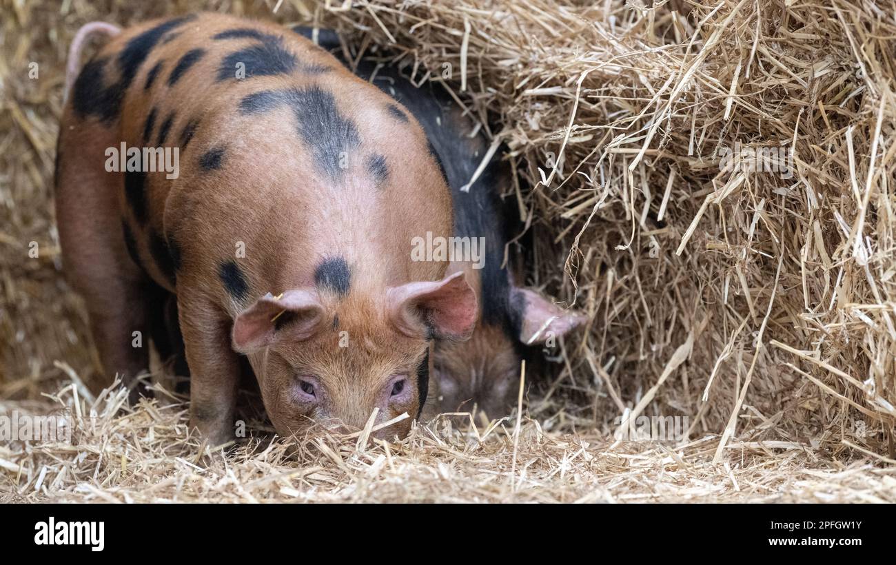 Free range pigs rooting through straw in an open shed. North Yorkshire