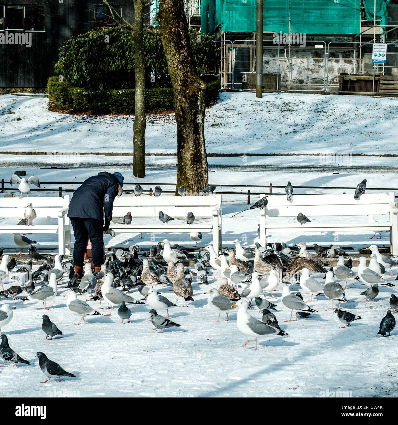 Stavanger, Norway, March 10 2023,  Woman and Chld Feeding Seagulls and Pgeons In A Park In Stavanger Town Centre Park Stock Photo