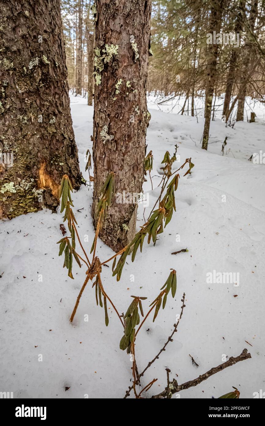 Bog Laurel, Kalmia polifolia, in conifer forest in winter in Sax-Zim Bog, Minnesota, USA Stock Photo