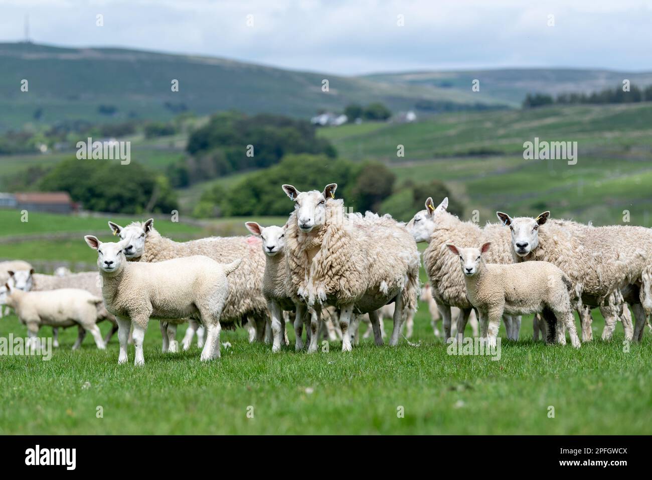 Flock of Cheviot mule ewes with texel sired lambs at foot, Alson