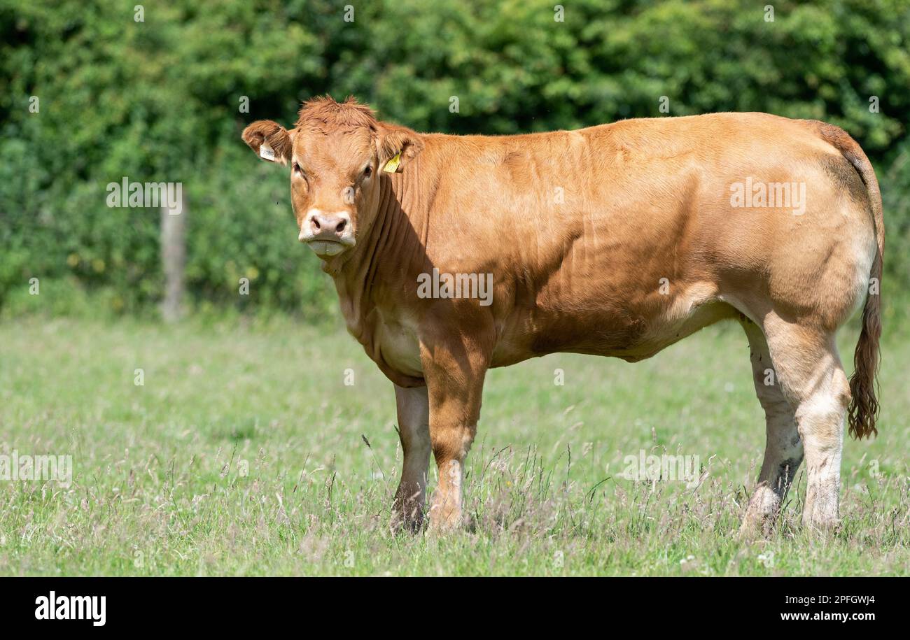 Pedigree British Limousin heifers in pastures, Lancashire, UK. Stock Photo