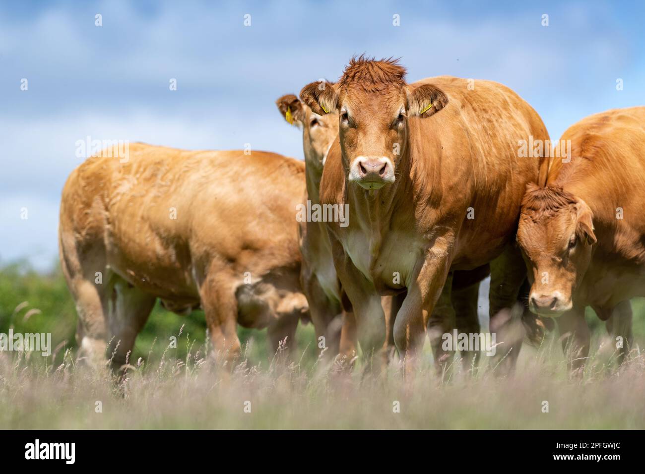 Pedigree British Limousin heifers in pastures, Lancashire, UK. Stock Photo