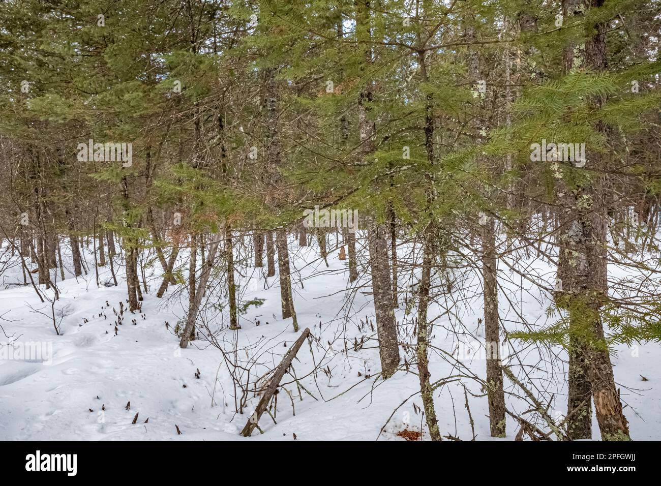 Balsam Fir, Abies balsamea, forest in Sax-Zim Bog, Minnesota, USA Stock Photo