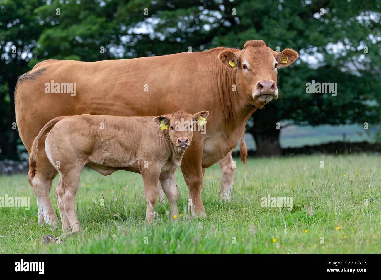 Pedigree Limousin beef cow and calf in upland pastures, Lancashire, UK. Stock Photo