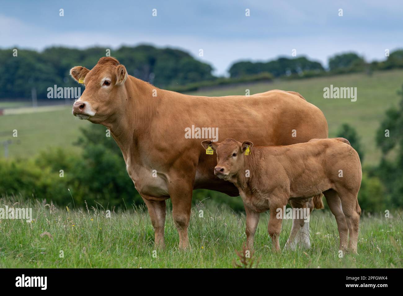 Pedigree Limousin cow and calf in upland pasture, Lancashire, UK. Stock Photo