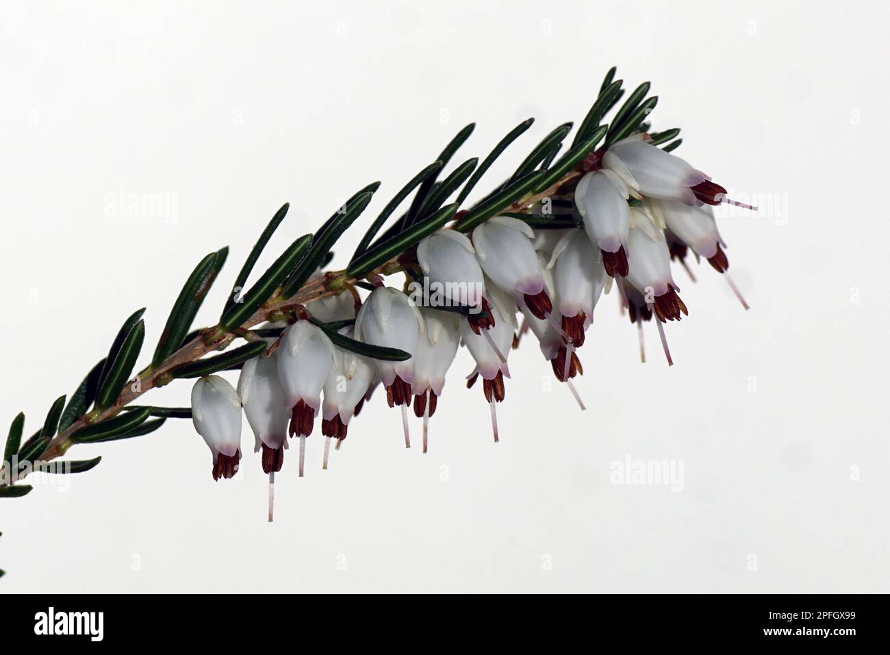 Close up white flowers of Winter heath, Winter Flowering Heather or Spring heath (Erica carnea). White background. End of the winter. March, Holland Stock Photo