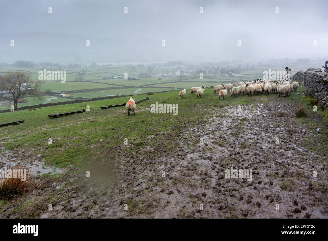 Farmer feeding sheep during a winter storm, with lots of mud. North