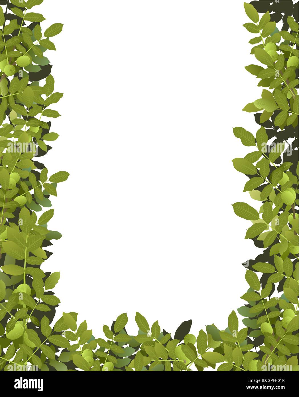 Tree Walnut with ripe fruits. Branches in form of frame. Garden plant