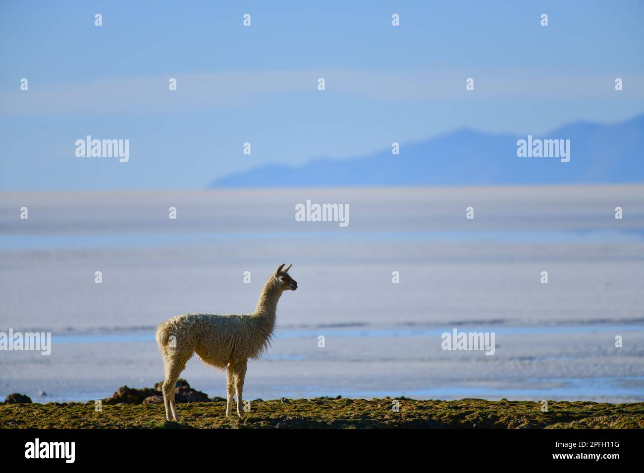 Llama at the edge of the salt lake by sunrise, Uyuni Salt Lake, Bolivia Stock Photo