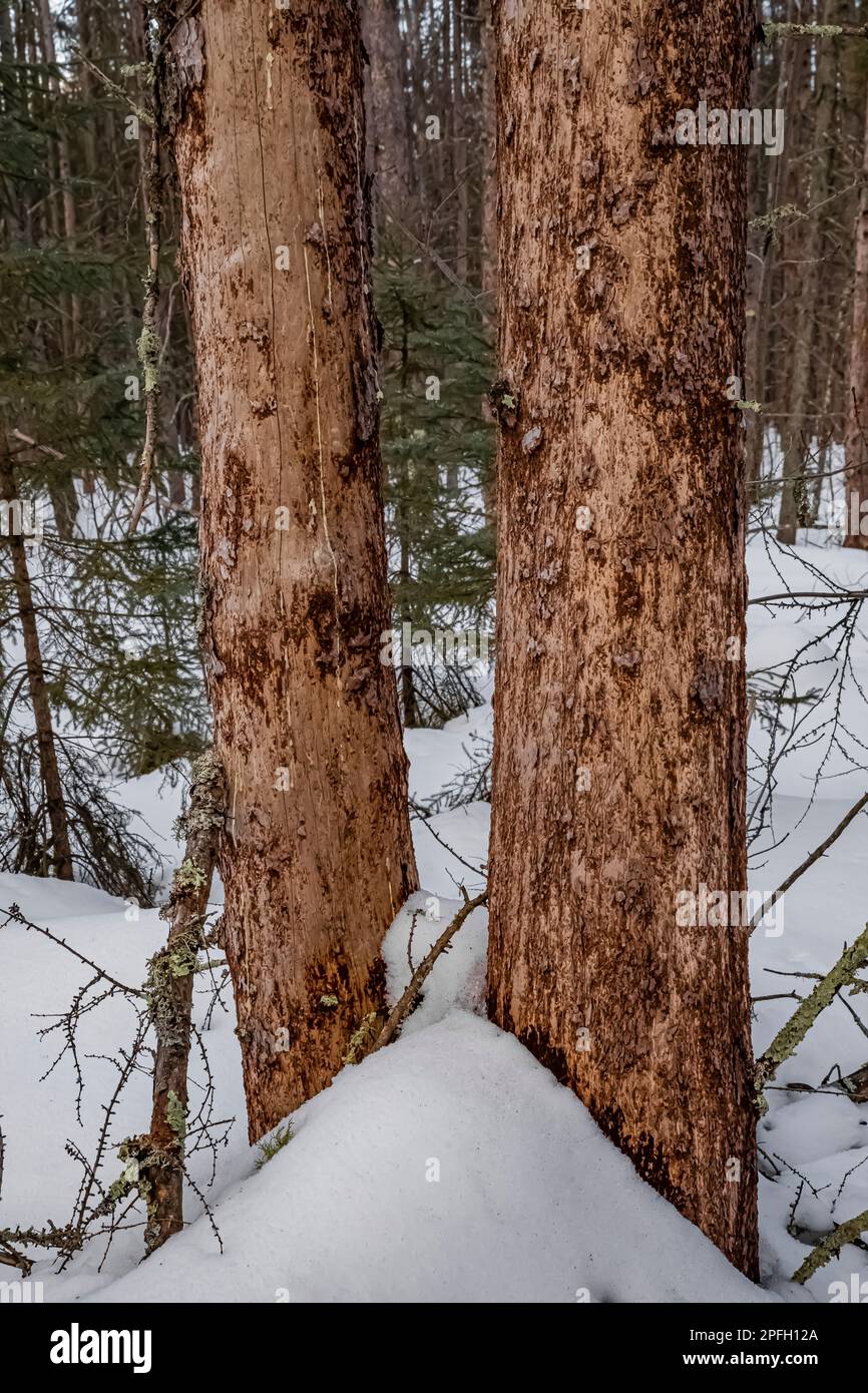 Tamaracks infested by Eastern Larch Beetles, Dendroctonus simplex, with bark flaked off by woodpeckers in Sax-Zim Bog, Minnesota, USA Stock Photo