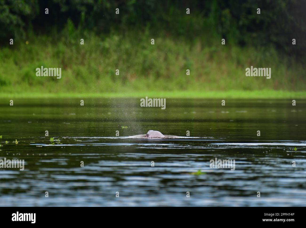 Bolivian pink river Dolphin (Inia boliviensis) breathing in the surface of Mamore River, El Beni,  Bolivia Stock Photo