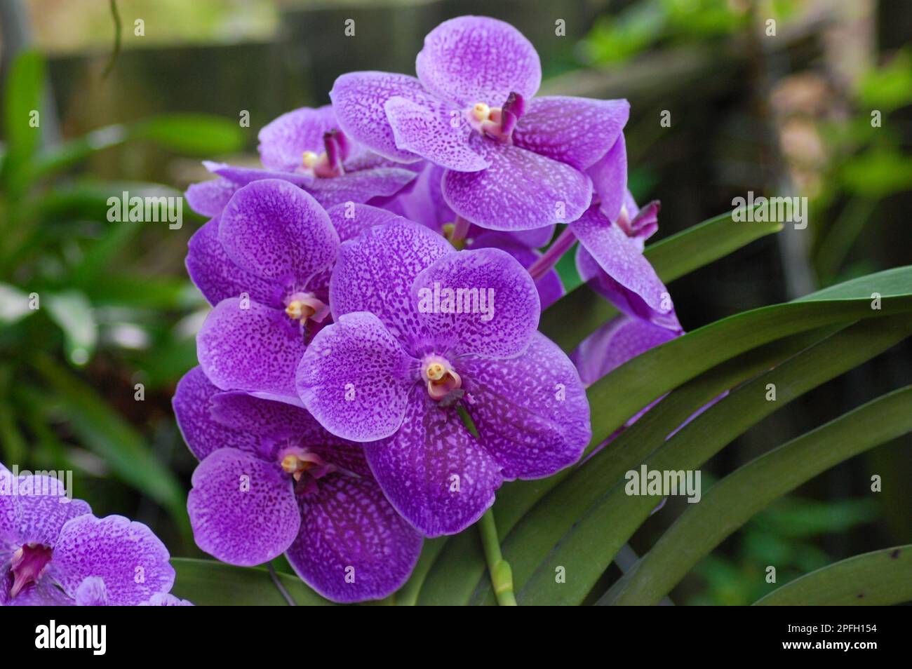 Vanda Orchids Flower, Vanda Robert's Delight in Can Tho city, Viet Nam Stock Photo
