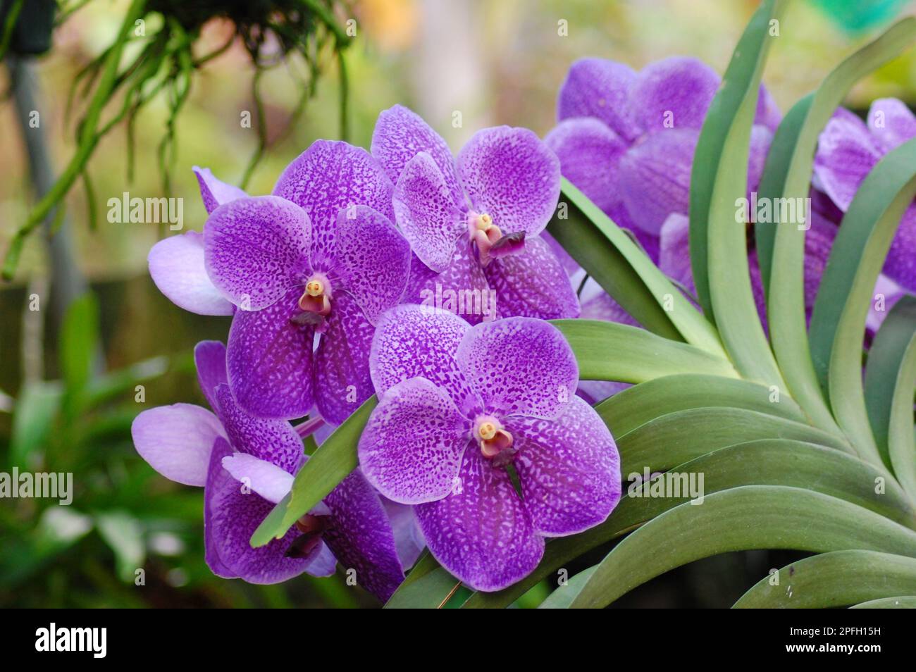 Vanda Orchids Flower, Vanda Robert's Delight in Can Tho city, Viet Nam Stock Photo