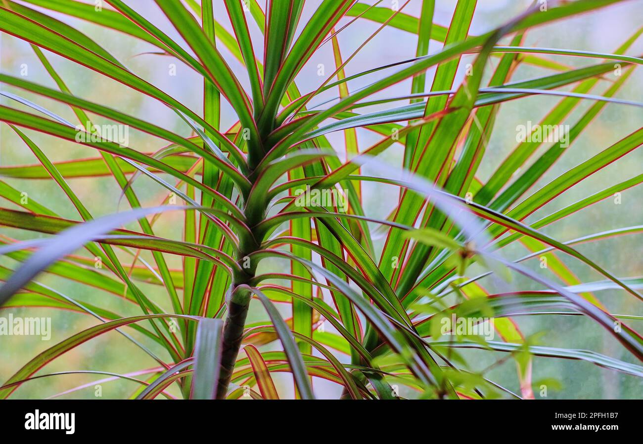 dracaena leaves and branches Stock Photo