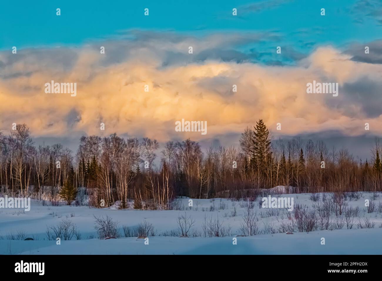Dramatic late afternoon light in SaxZim Bog, Minnesota, USA Stock