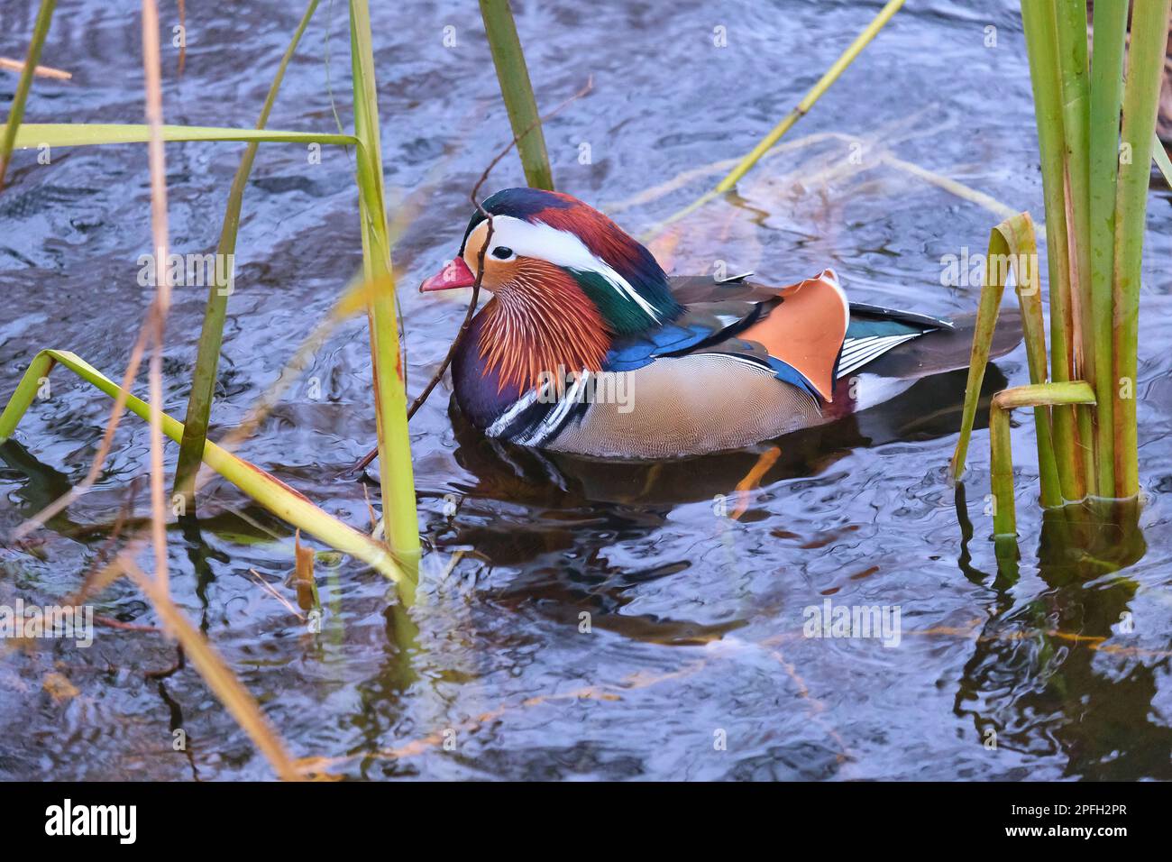 mandarin duck floating in a pond among thickets of grass Stock Photo ...