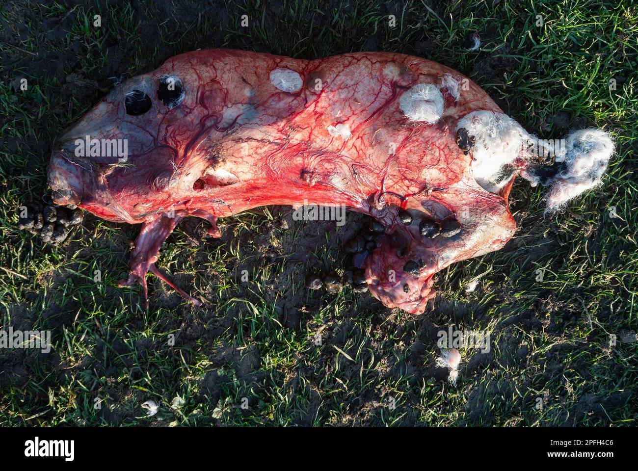 Stillborn lamb still covered in placenta. Stock Photo