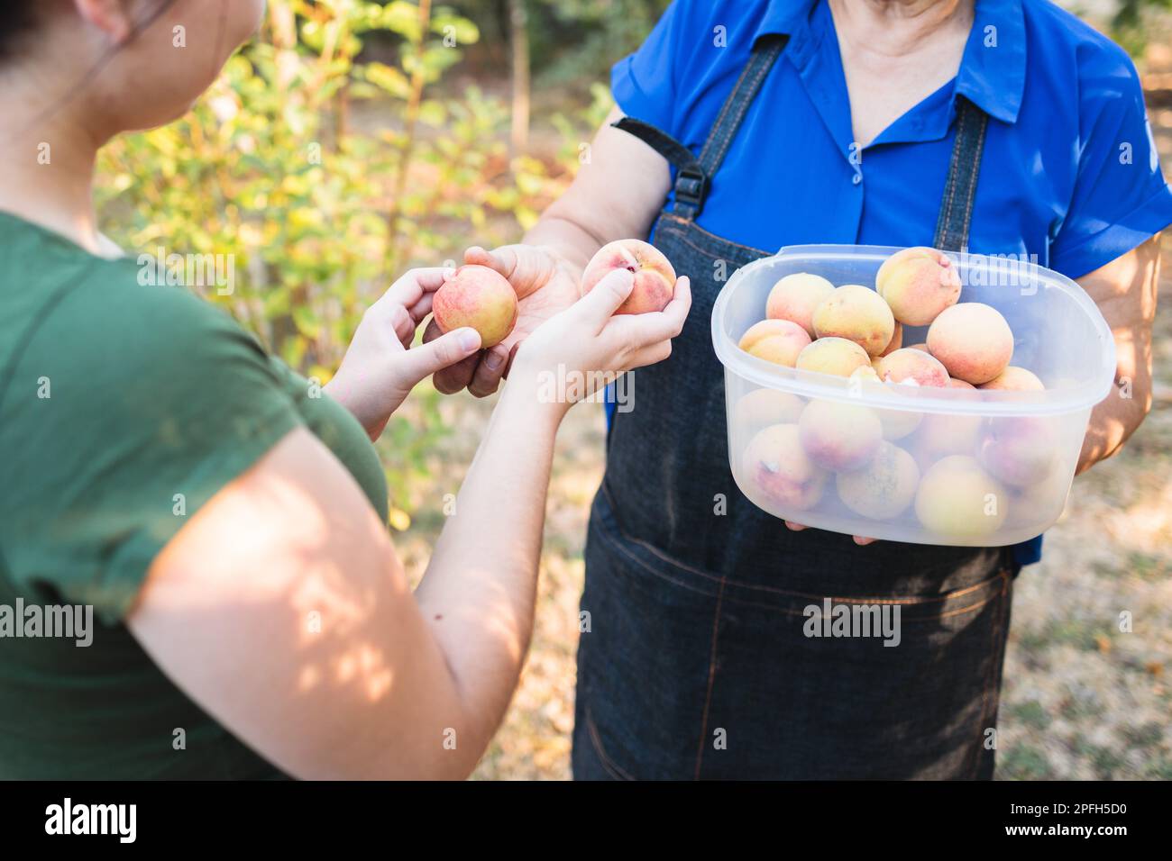 Senior farmer woman harvesting and sharing fresh peaches from her organic familiar garden with her daughter.  Stock Photo