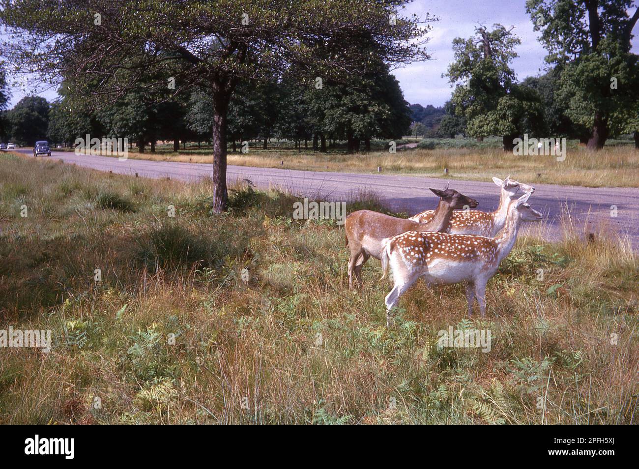1964, historical, deer in Richmond Park, Richmond Upon Thames, London, England, UK. A Royal park, covering a vast area of 2,500 acres, An important habitat for wildlife and a National Nature Reserve, the park is now the largest site in London of Special Scientific Interest and a European Special Area of Conservation. Stock Photo