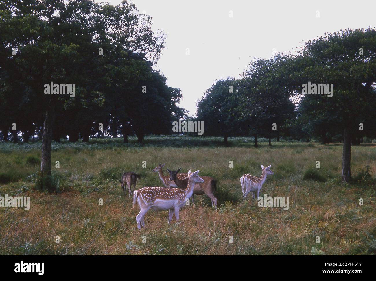 1964, historical, deer in Richmond Park, Richmond Upon Thames, London, England, UK. A Royal park, covering a vast area of 2,500 acres, An important habitat for wildlife and a National Nature Reserve, the park is the largest site in London of Special Scientific Interest and a European Special Area of Conservation. Stock Photo