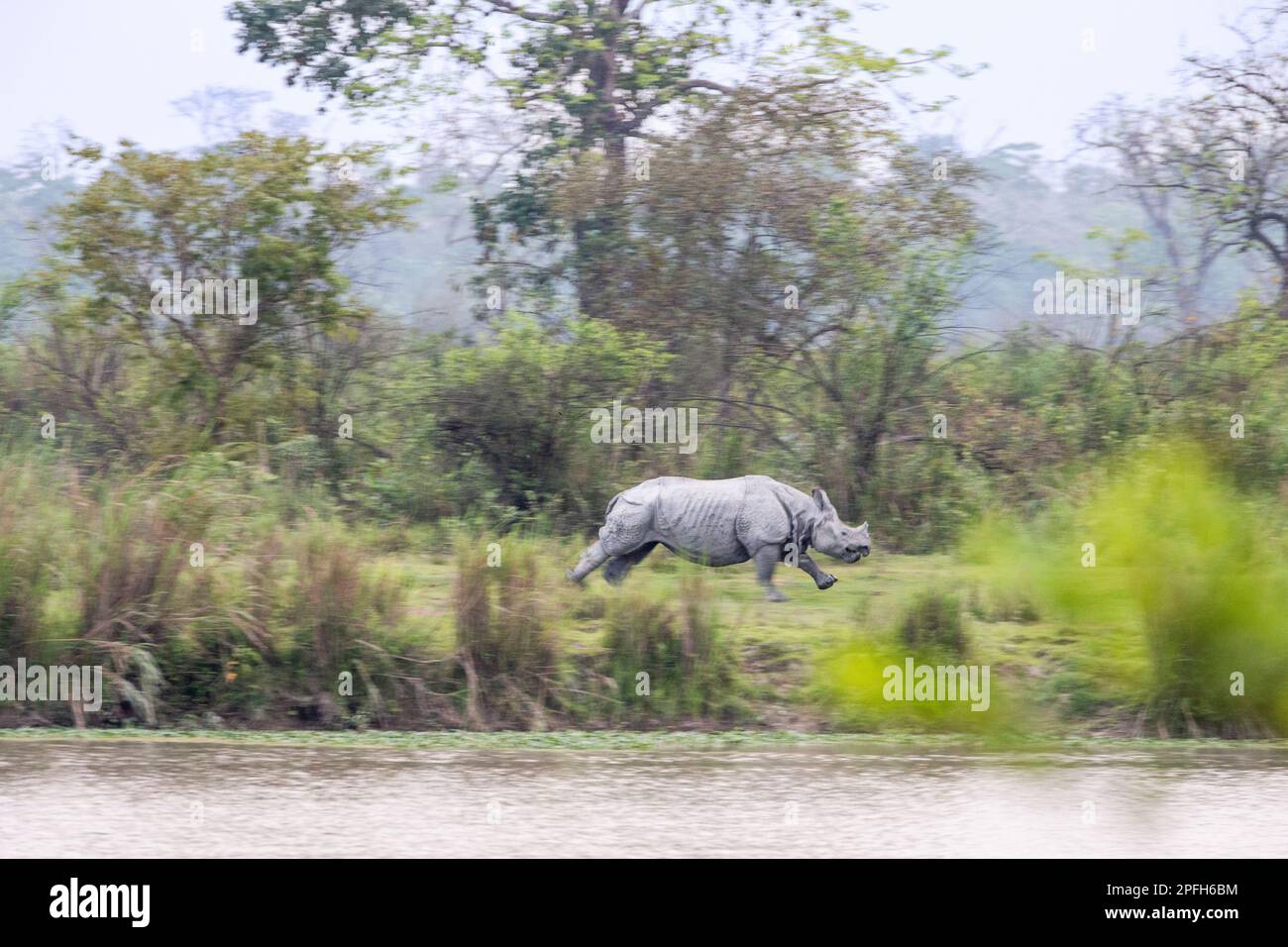 Indian Rhino, Rhinoceros unicornis, running from left to right crossing grassland cautiously. Kaziranga National Park, Assam, India Stock Photo