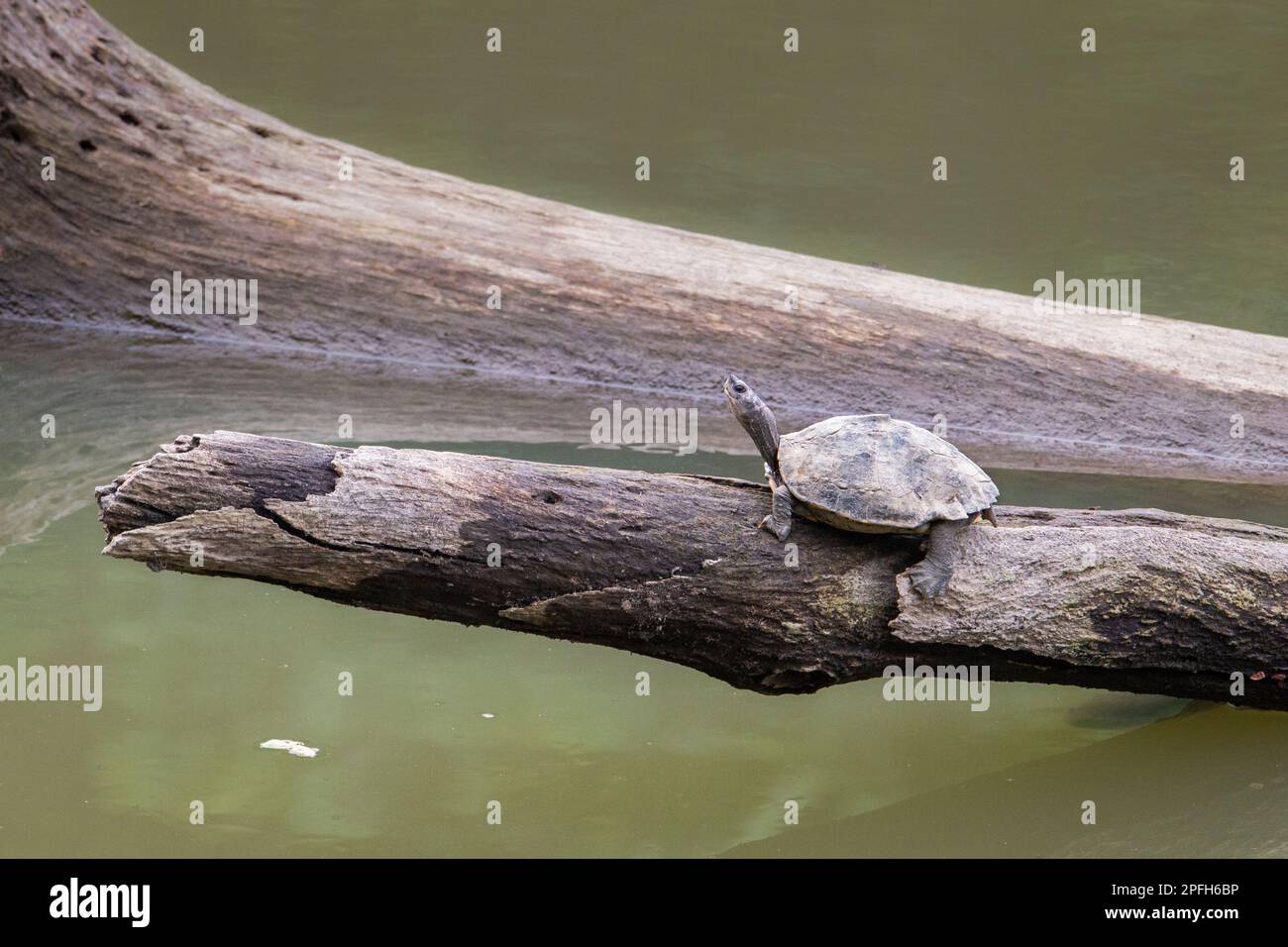 Assam roofed turtle or Sylhet roofed turtle, Pangshura sylhetensis. Family Geoemydidae. Kaziranga National Park, Assam, India Stock Photo