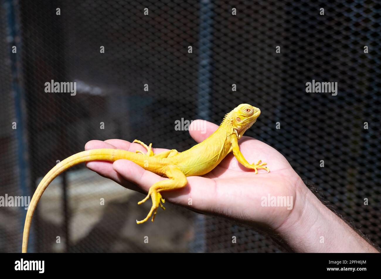 Yellow iguana is sitting on the hand. Stock Photo