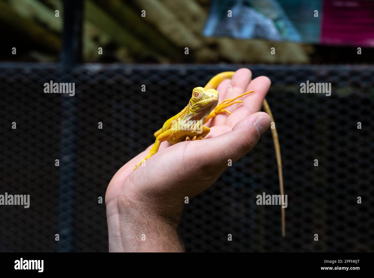 Yellow iguana is sitting on the hand. Stock Photo