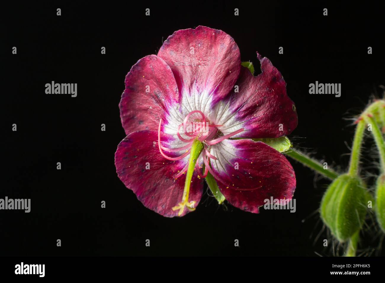 Geranium phaeum, commonly called dusky cranes bill, mourning widow or black widow, is a herbaceous plant species in the family Geraniaceae. Flowers of Stock Photo