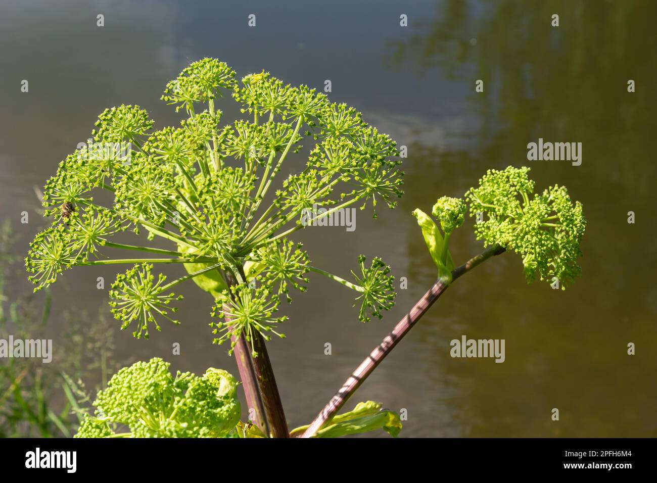 Medicinal, essential oil, honey, food plant - angelica archangelica grows in the wild. Stock Photo