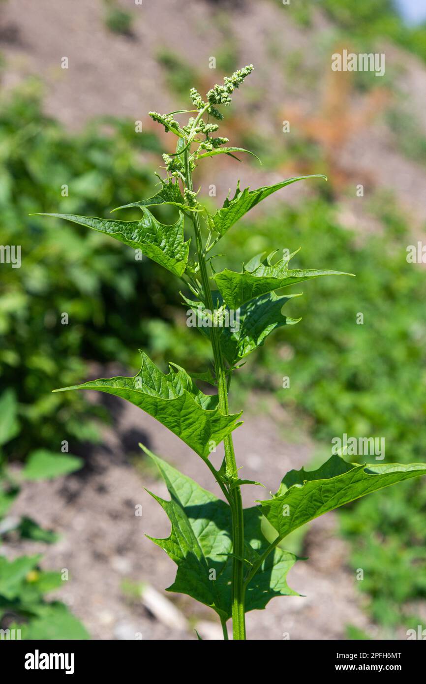 Blitum bonus-henricus, Chenopodium bonus-henricus, Good-king-Henry, Chenopodiaceae. Wild plant shot in summer. Stock Photo
