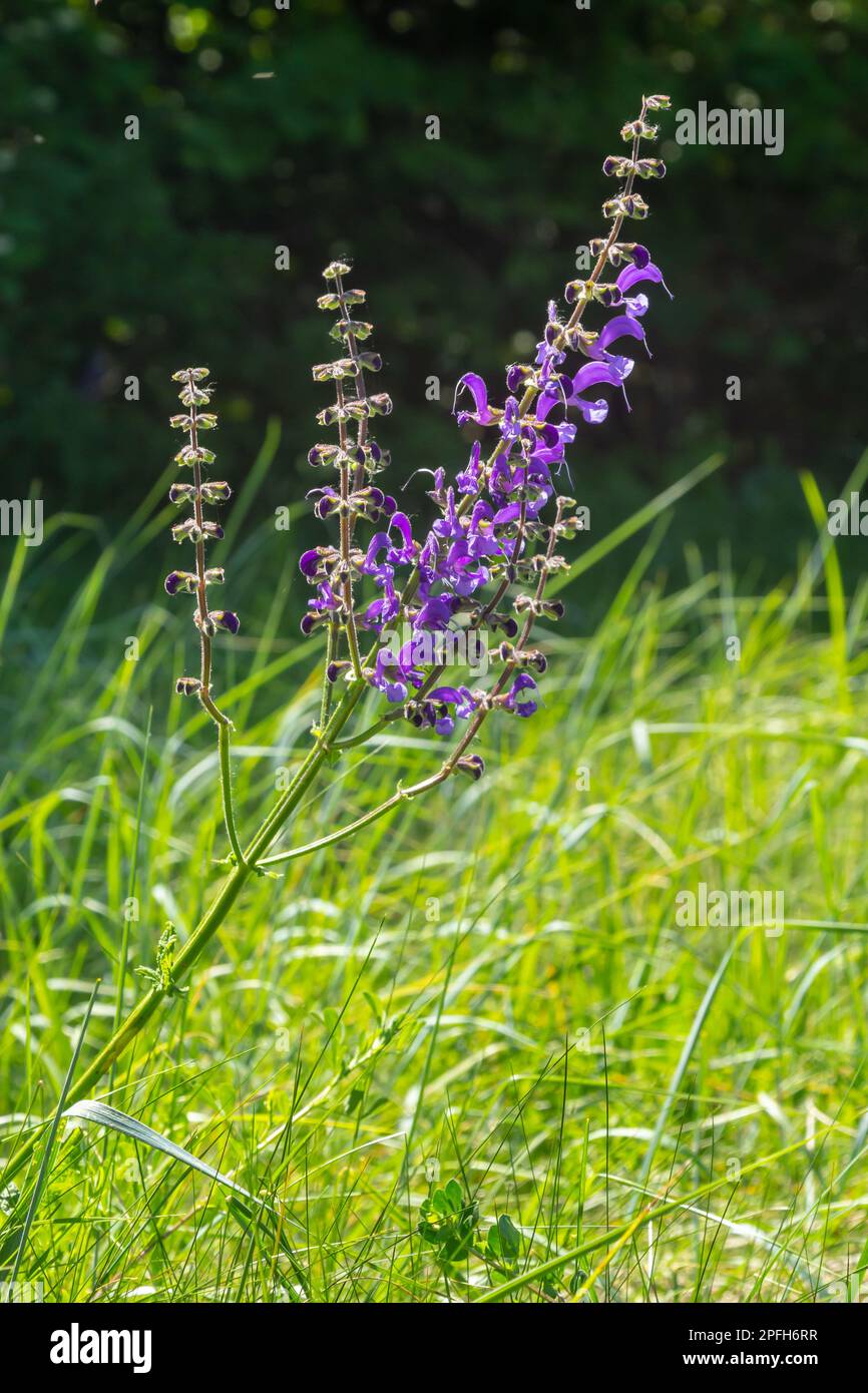 Salvia pratensis, the meadow clary or meadow sage, is a species of flowering plant in the family Lamiaceae, native to Europe, western Asia and norther Stock Photo