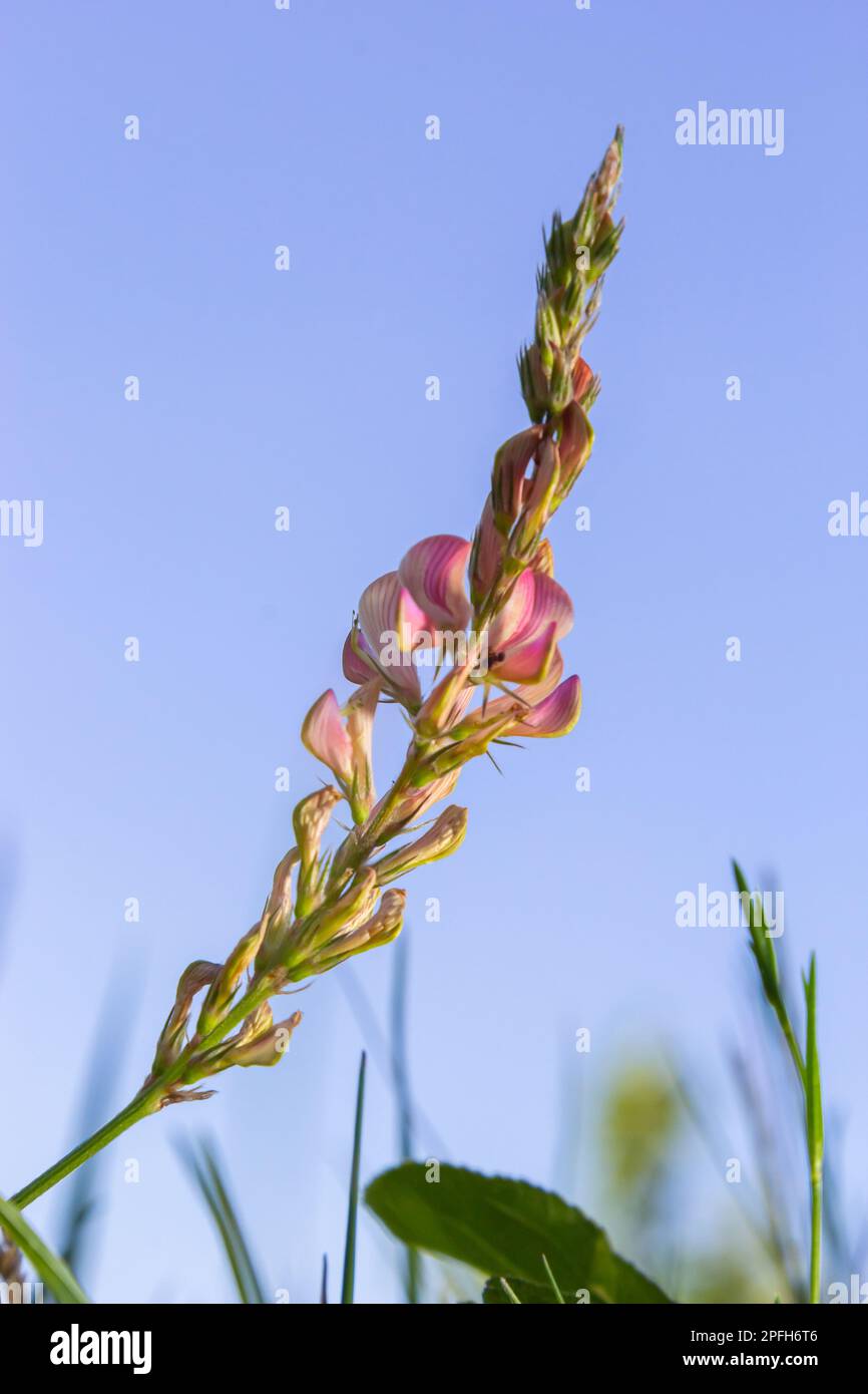 Flowers pink sainfoin. Meadow flowers. Onobrychis viciifolia. Selective focus. Stock Photo