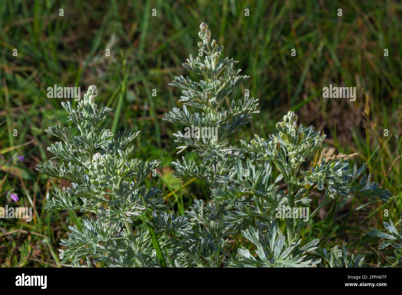 Wormwood, Artemisia absinthium, perennial herb of silvery color, with a strong aromatic odor and bitter wormwood famous. Stock Photo