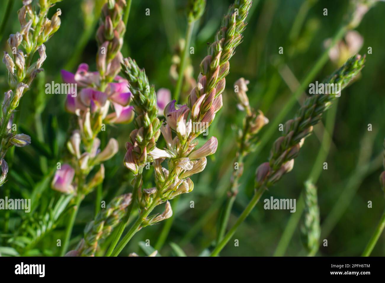 Sainfoin Onobrychis viciifolia, growing in the grassland. Common sainfoin fowering in summer. Stock Photo