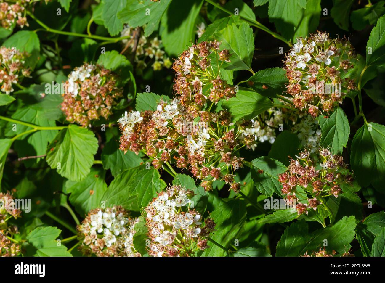 Flowering ninebark shrub close up. Physokarpus capitatus, commonly called Pacific ninebark or tall ninebark. Stock Photo