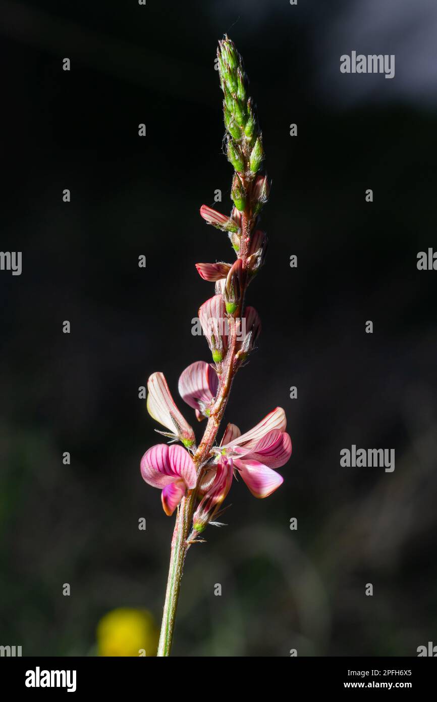 Onobrychis viciifolia inflorescence, common sainfoin with pink flowers, mediterranean nature, Eurasian perennial herbs. Stock Photo