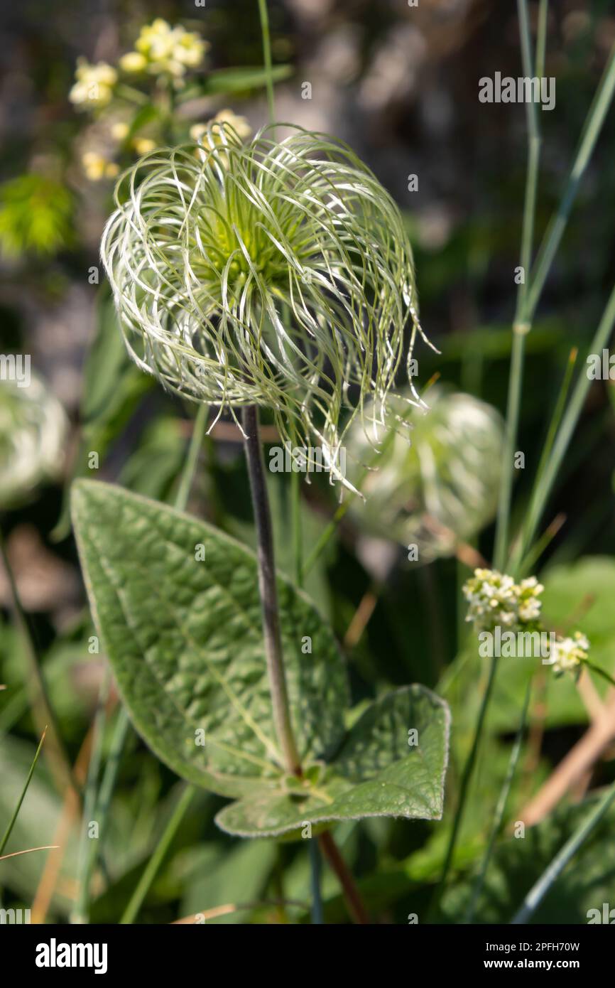 Group of seeds on stems Sugarbowls Leatherflowers in alpine field. Stock Photo