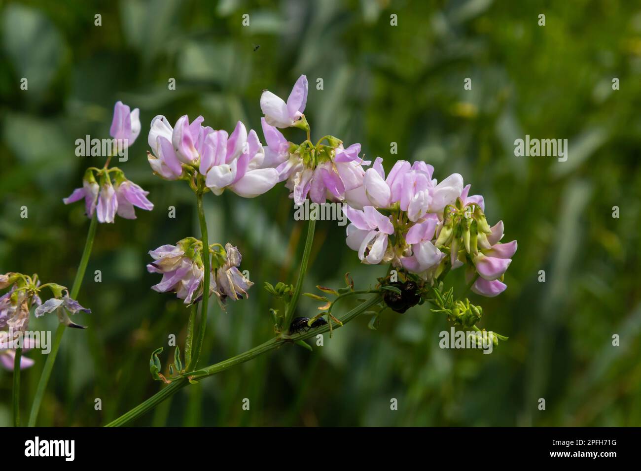 Close up, macro. Crownvetch or Securigera varia Coronilla varia or