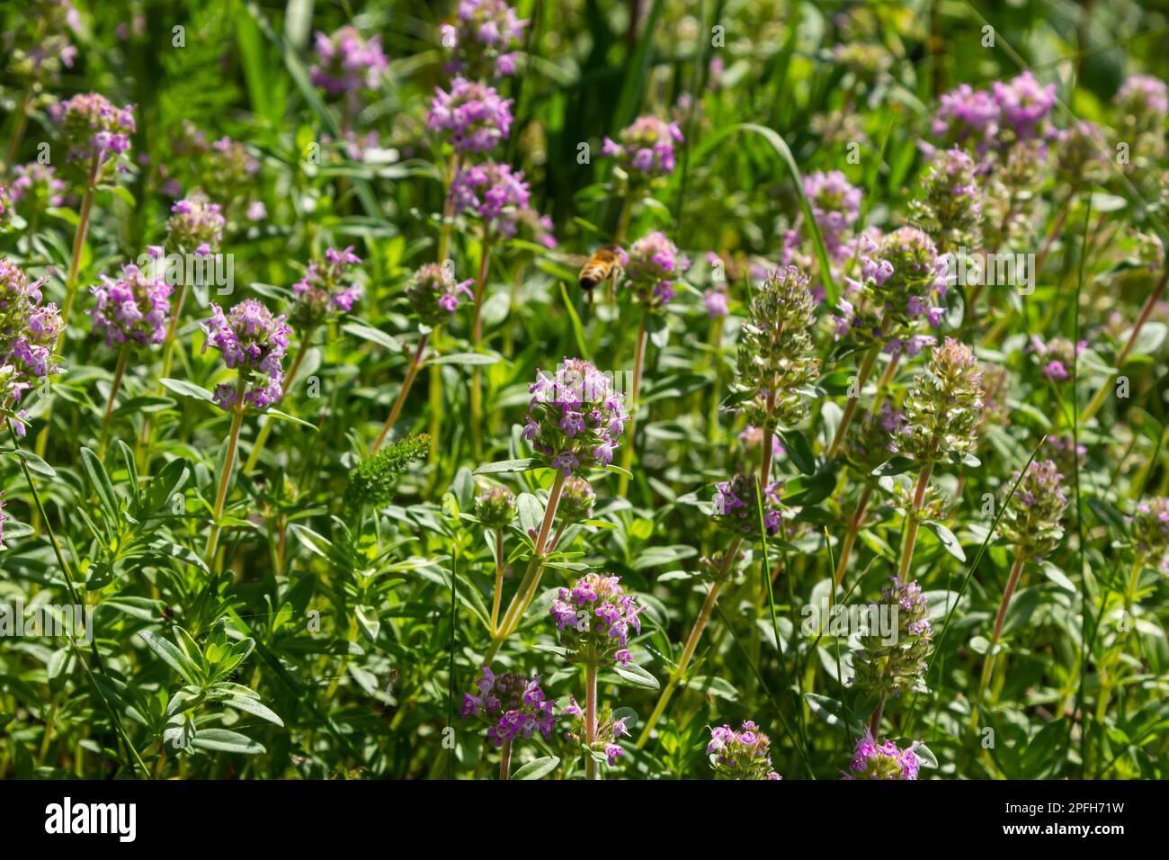 Fresh, blooming pink thyme in green grass. Wild Thymus serpyllum plants
