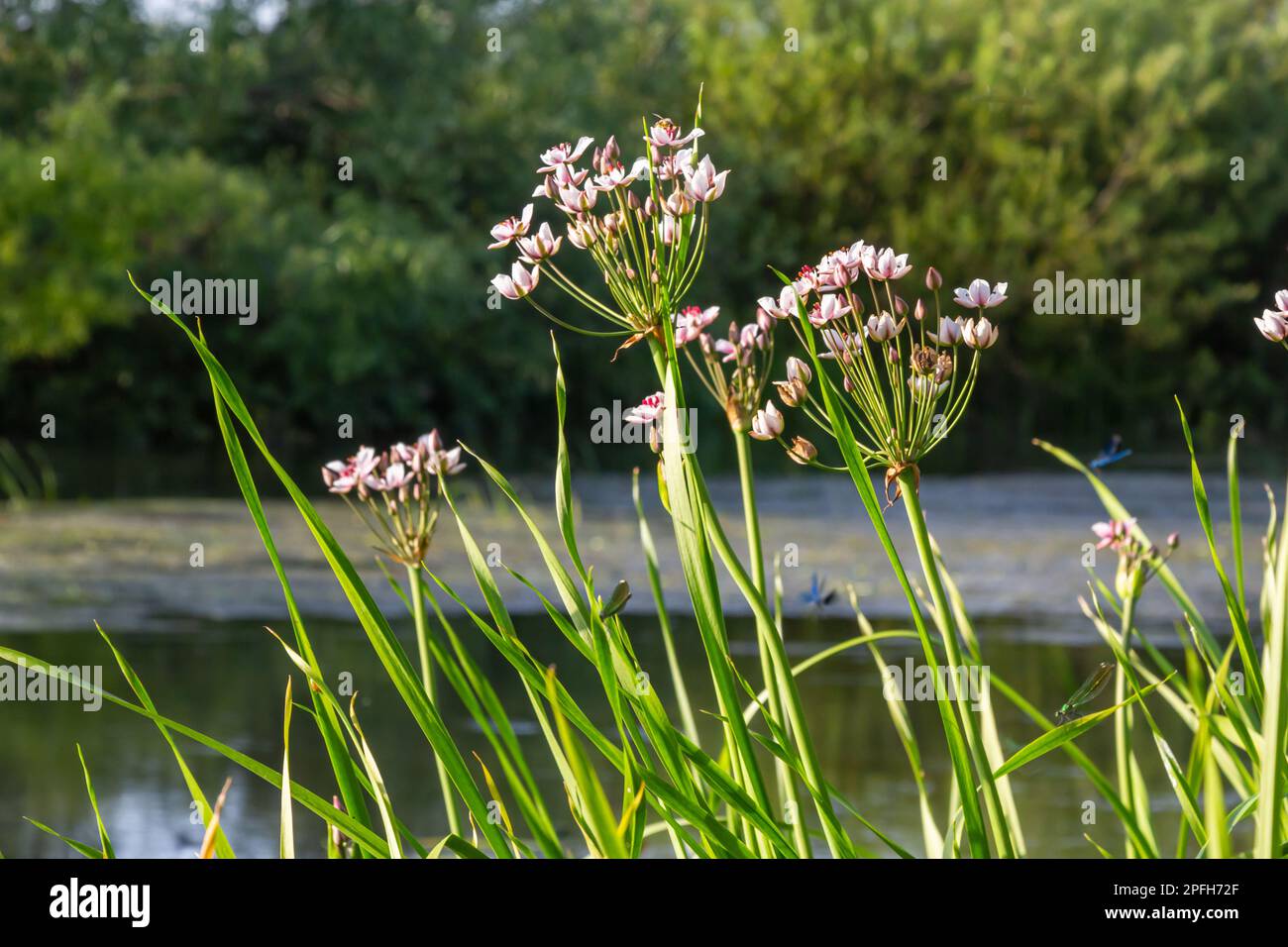 Butomus umbellatus, Flowering Rush. Wild plant shot in summer. Stock Photo