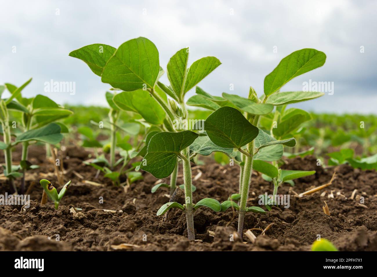 Soybean growing hi-res stock photography and images - Alamy
