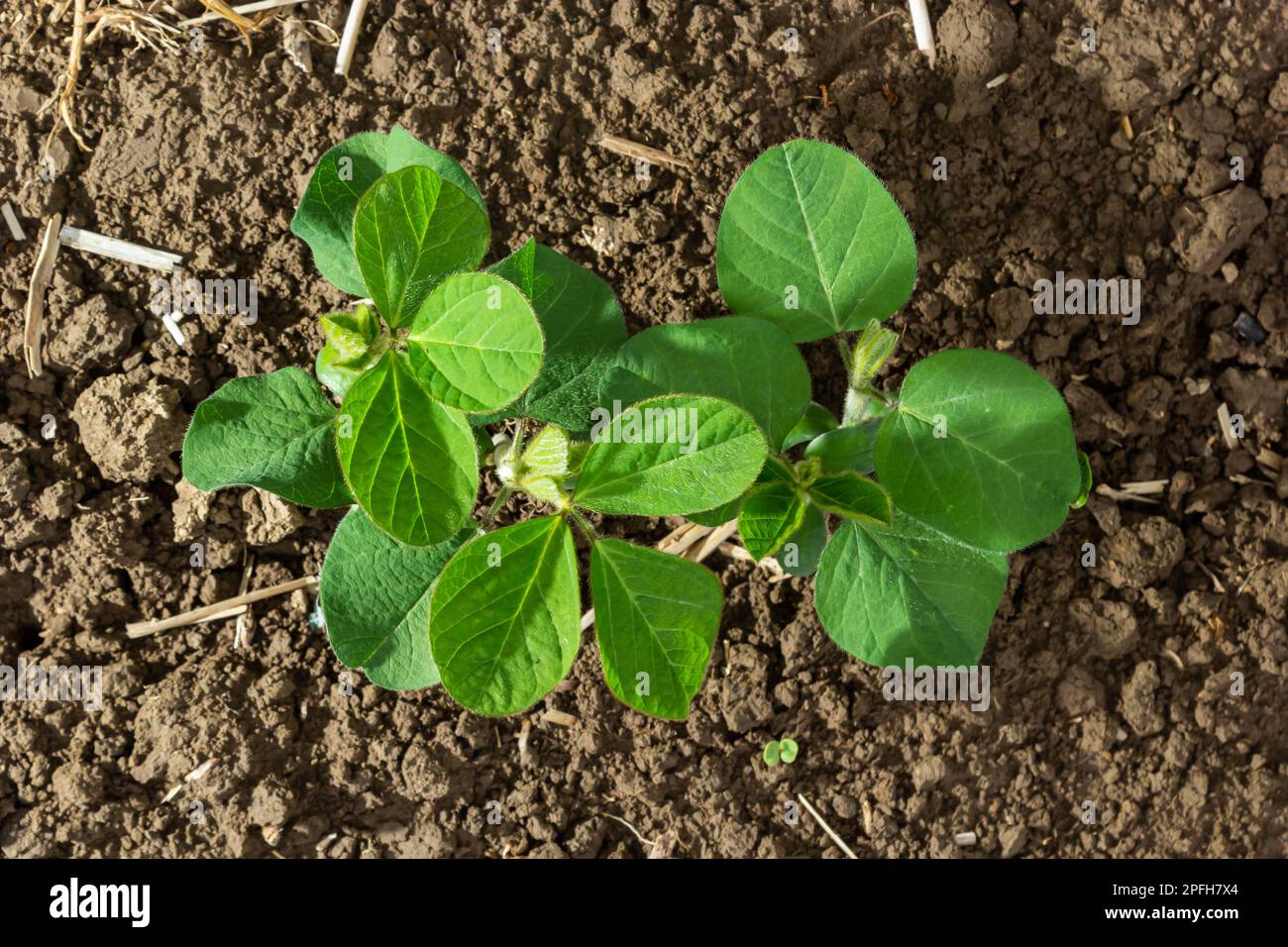 Soybean growing hi-res stock photography and images - Alamy