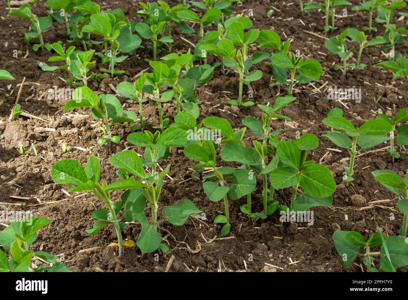 Soybean growing hi-res stock photography and images - Alamy