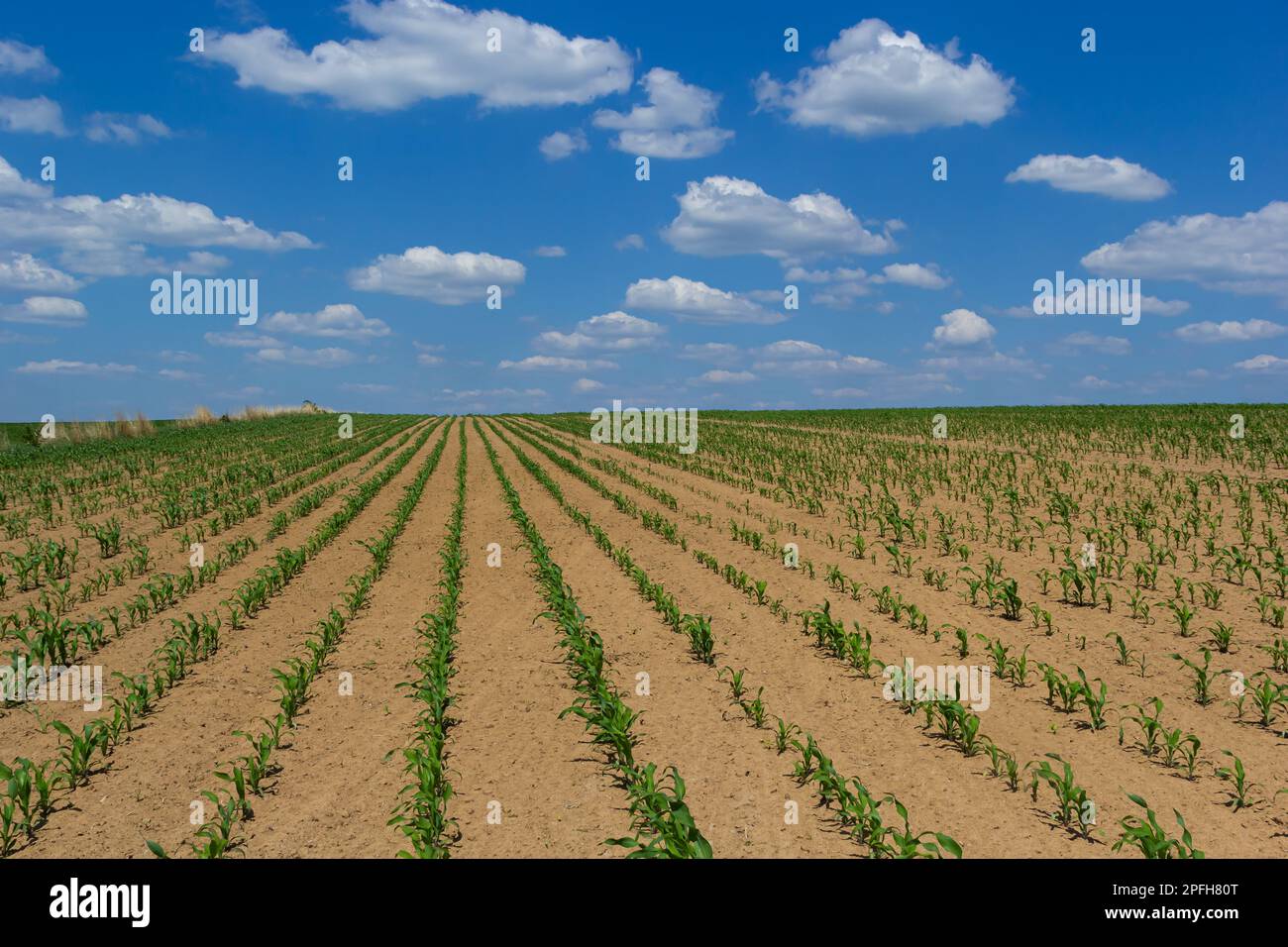Rows of corn sprouts beginning to grow. Young corn seedlings growing in