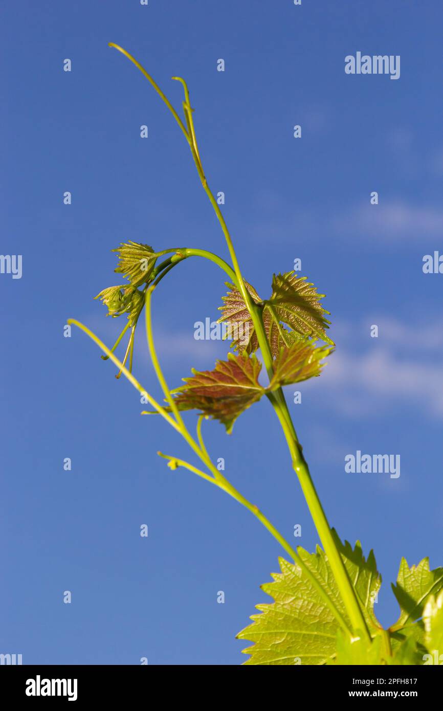 Fresh Green Vine Leaves in a Vineyard against stunning blue sky Stock