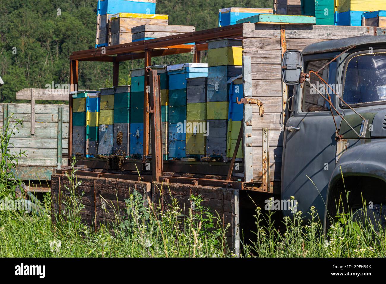 Apiary with beehives on a car platform in the field. Mobile apiary with ...