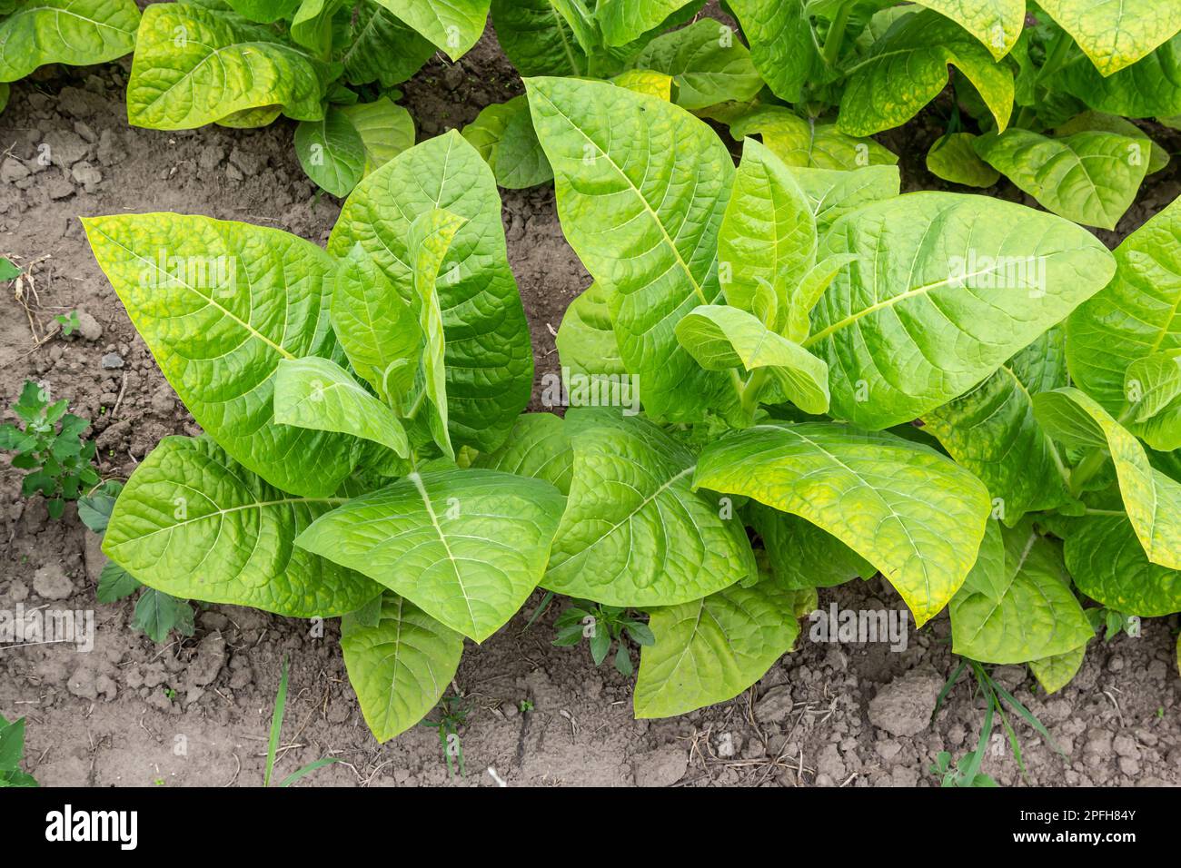 Green leaf tobacco in a blurred tobacco field background, close up