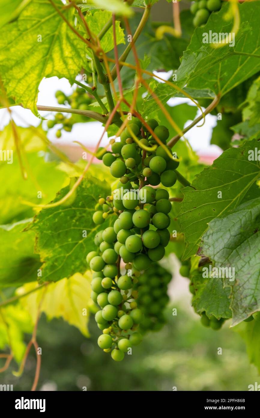 bunches of grapes. unripe grapes. vine and leaves. Green grapes